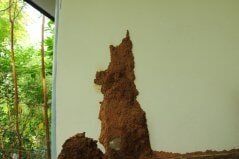 Termite mound - Termite Control in Clifton, NJ