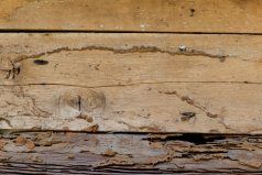 Termite Damaged Wood - Termite Control in Clifton, NJ