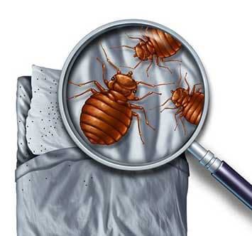Exterminator — Bed Bugs in Clifton, NJ