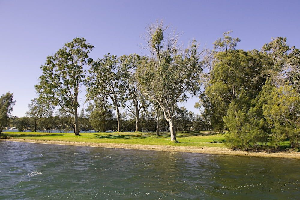 A Row Of Trees On The Shore Of A Lake — Lake Macquarie Podiatry in Rathmines, NSW