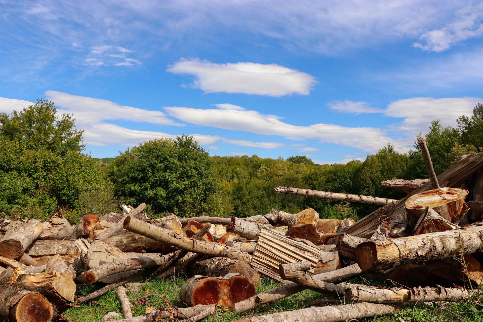 Yard with fallen trees, debris, and overgrown vegetation awaiting land clearing with heavy equipment