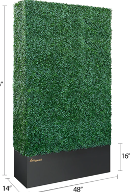 A tall green hedge in a black planter with measurements.
