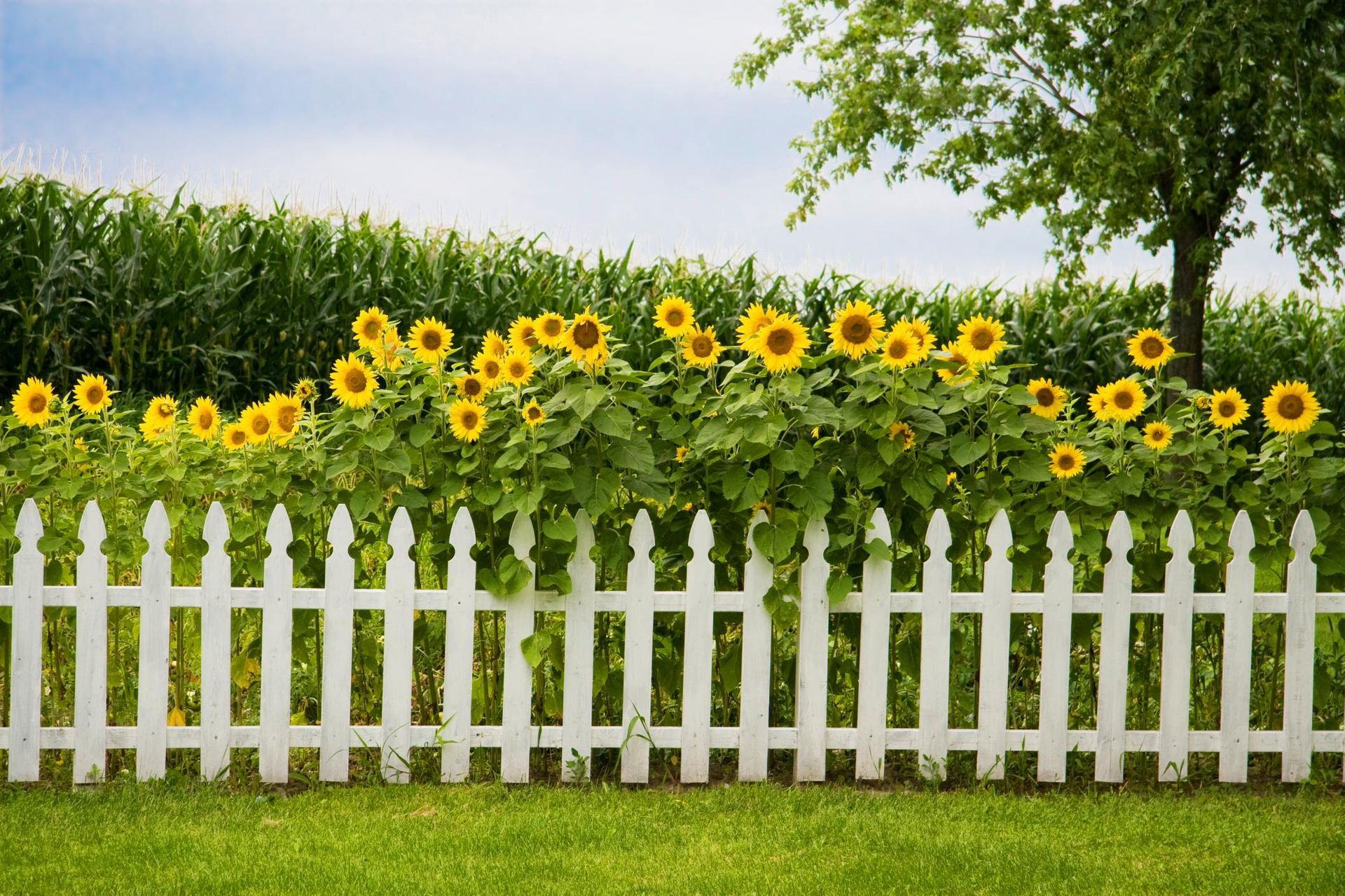a white picket fence with sunflowers growing over it
