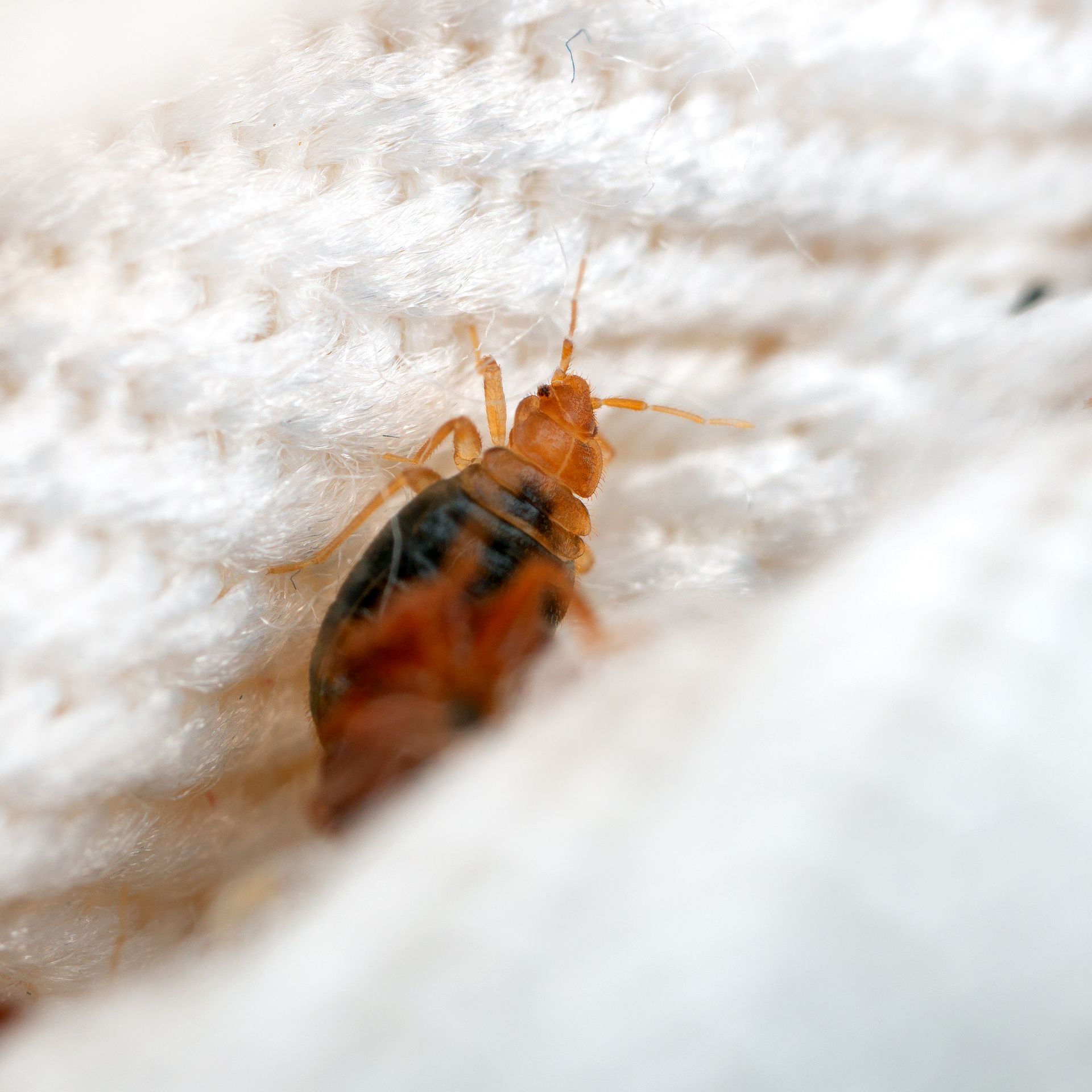 A bed bug is crawling on a white cloth.