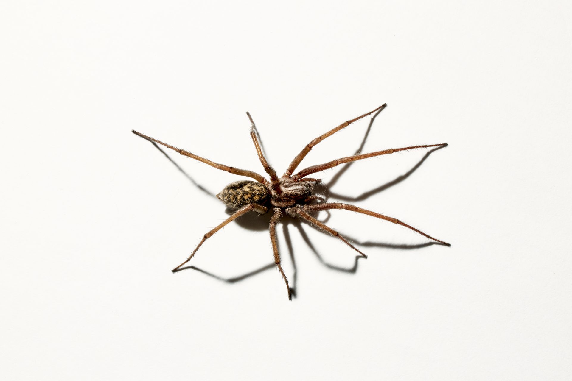 A close up of a spider on a white surface.