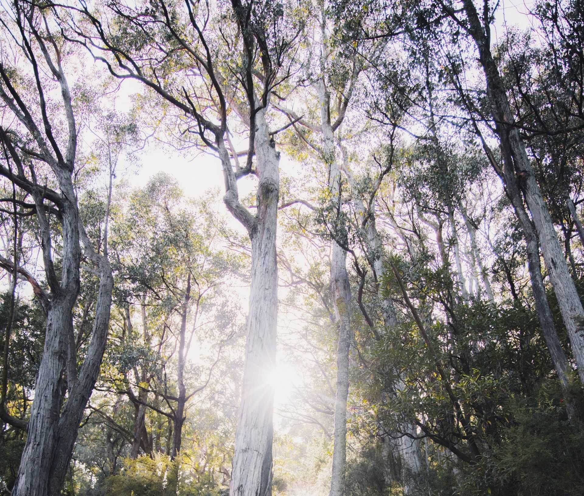 The sun is shining through the trees in the forest.