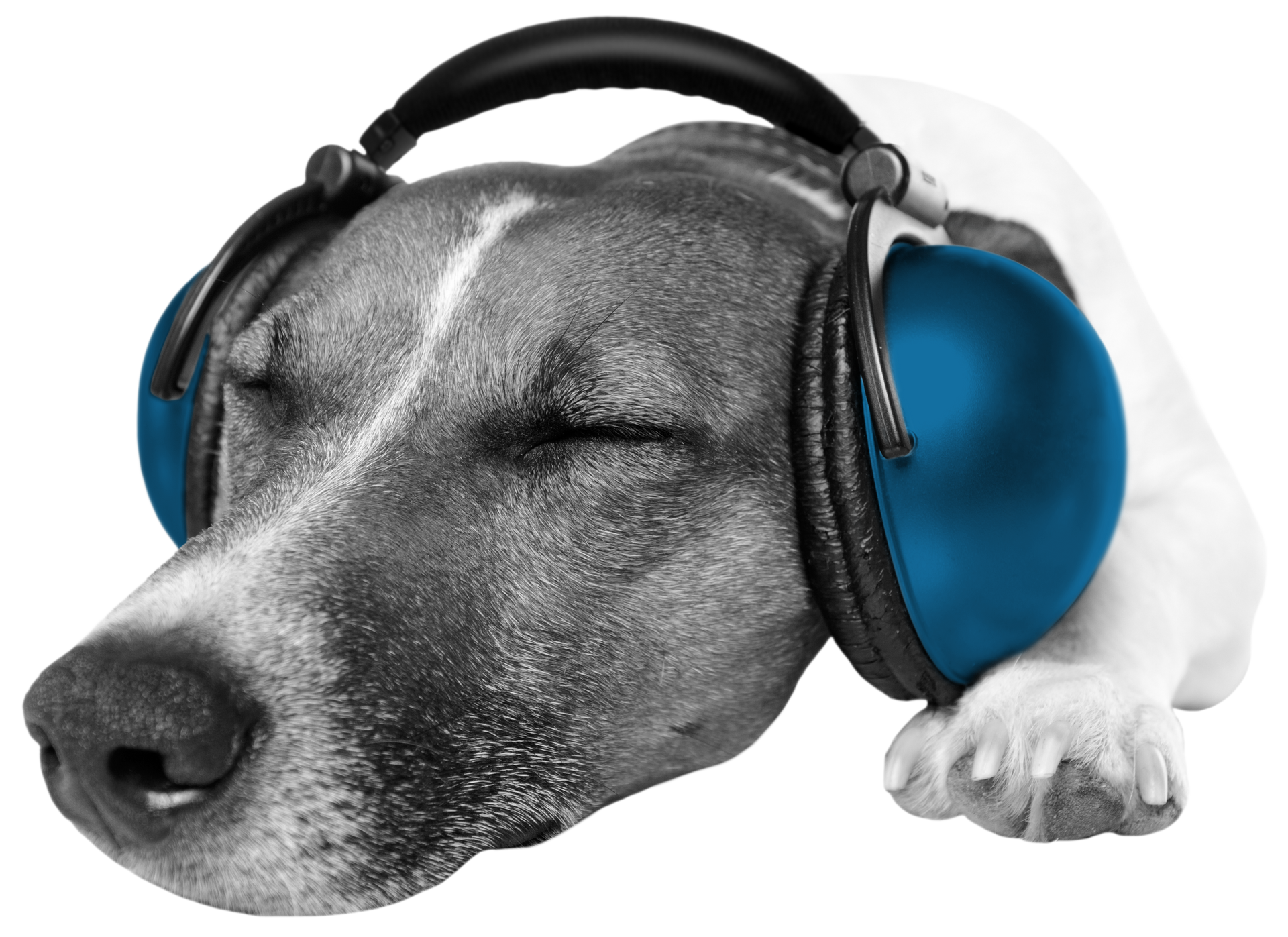 A dog wearing headphones with its eyes closed