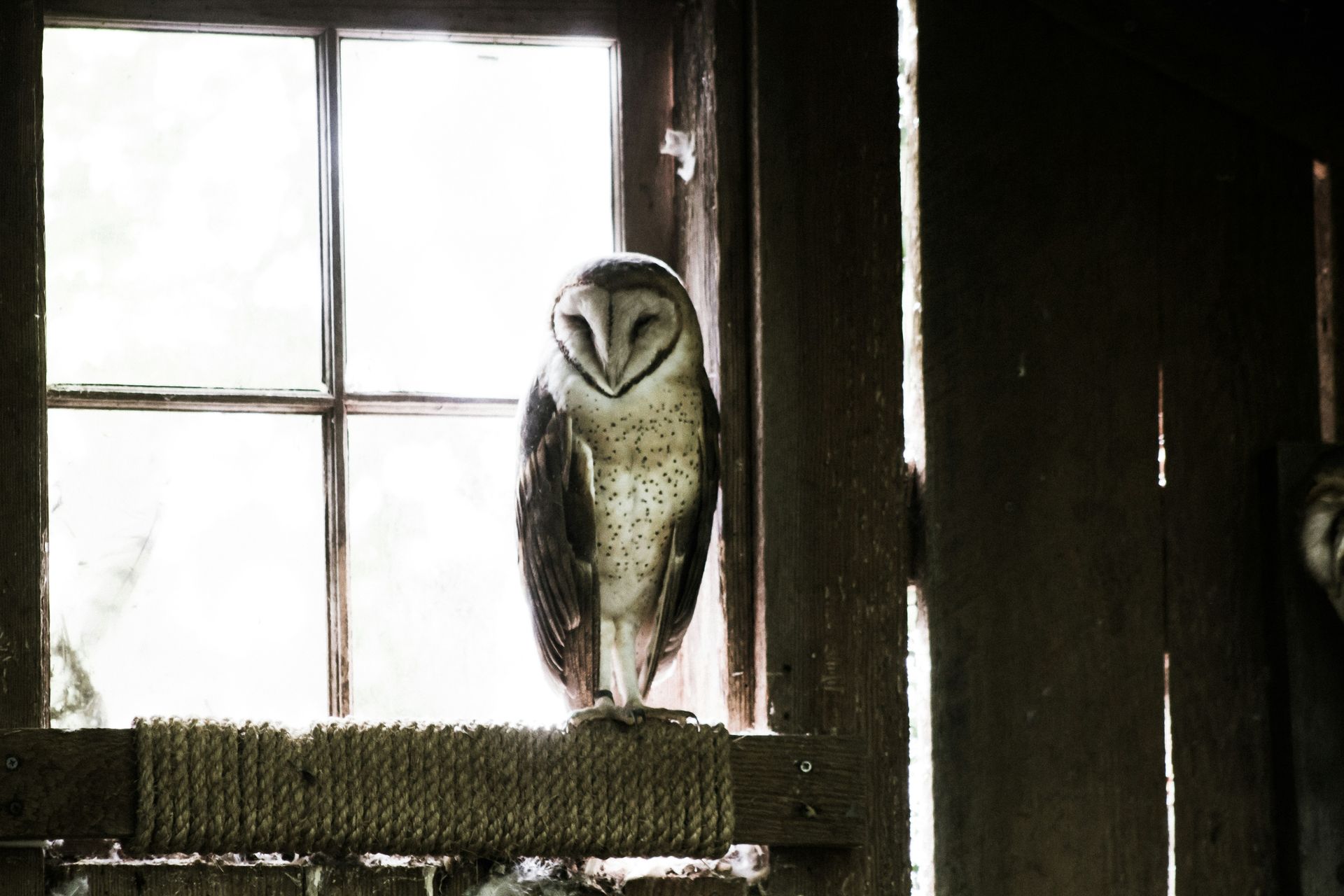 An owl is sitting on a window sill in a dark room.