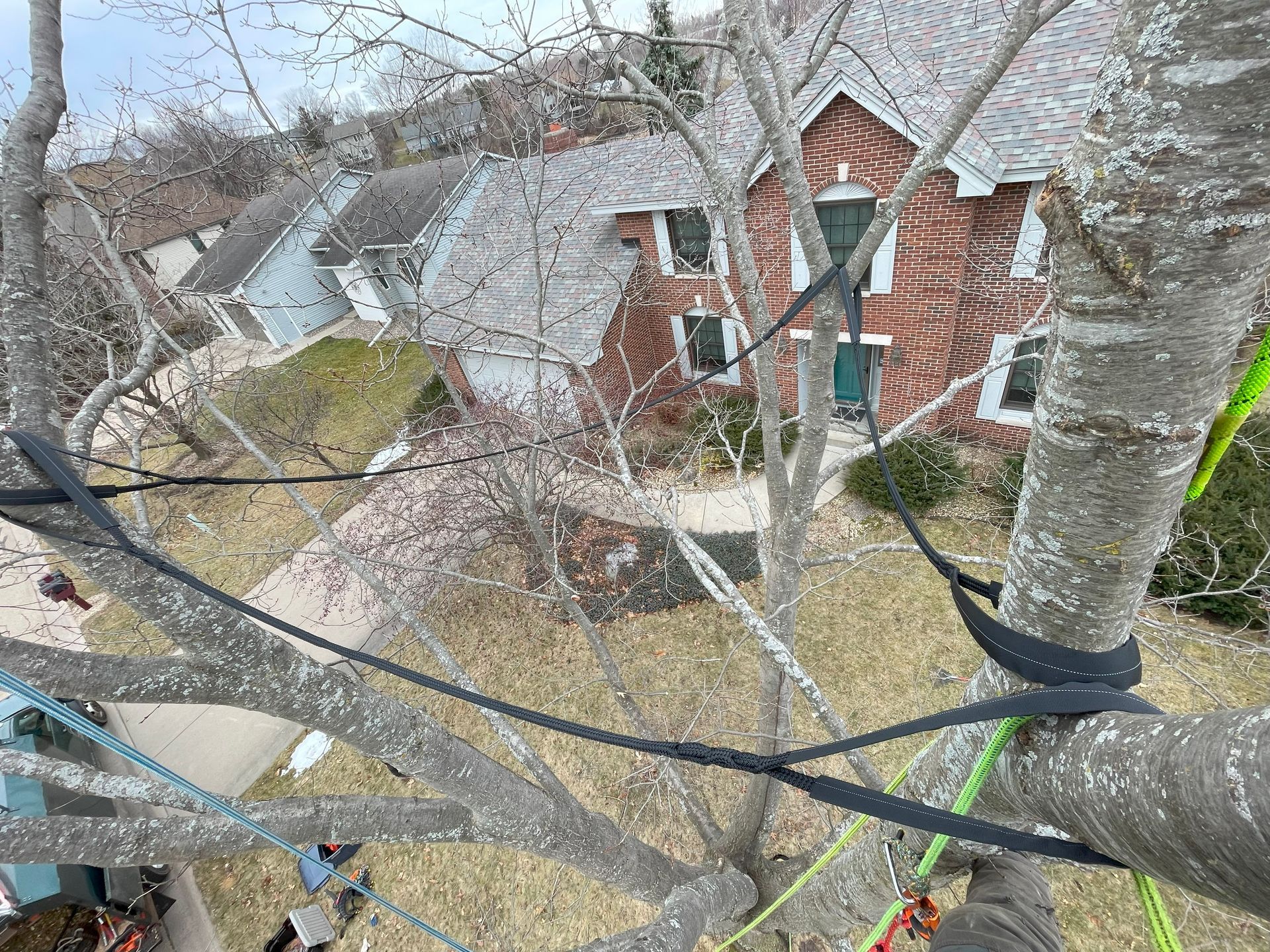 A person is climbing a tree in front of a brick house.