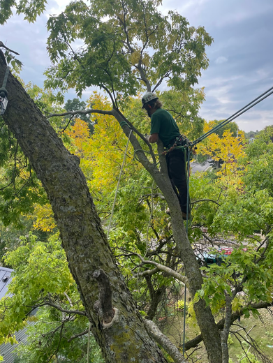 A man is cutting a tree branch with a chainsaw.