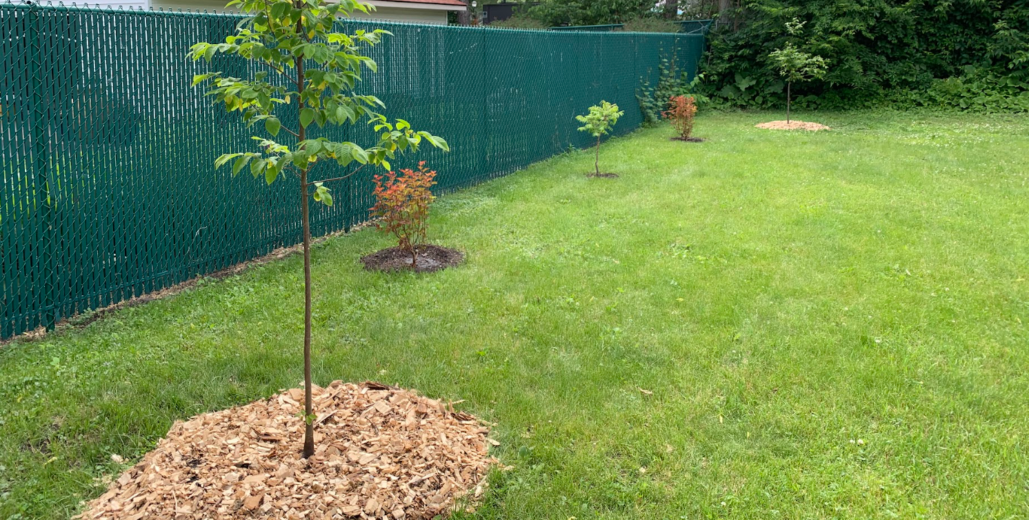Three trees are growing in a yard next to a fence.