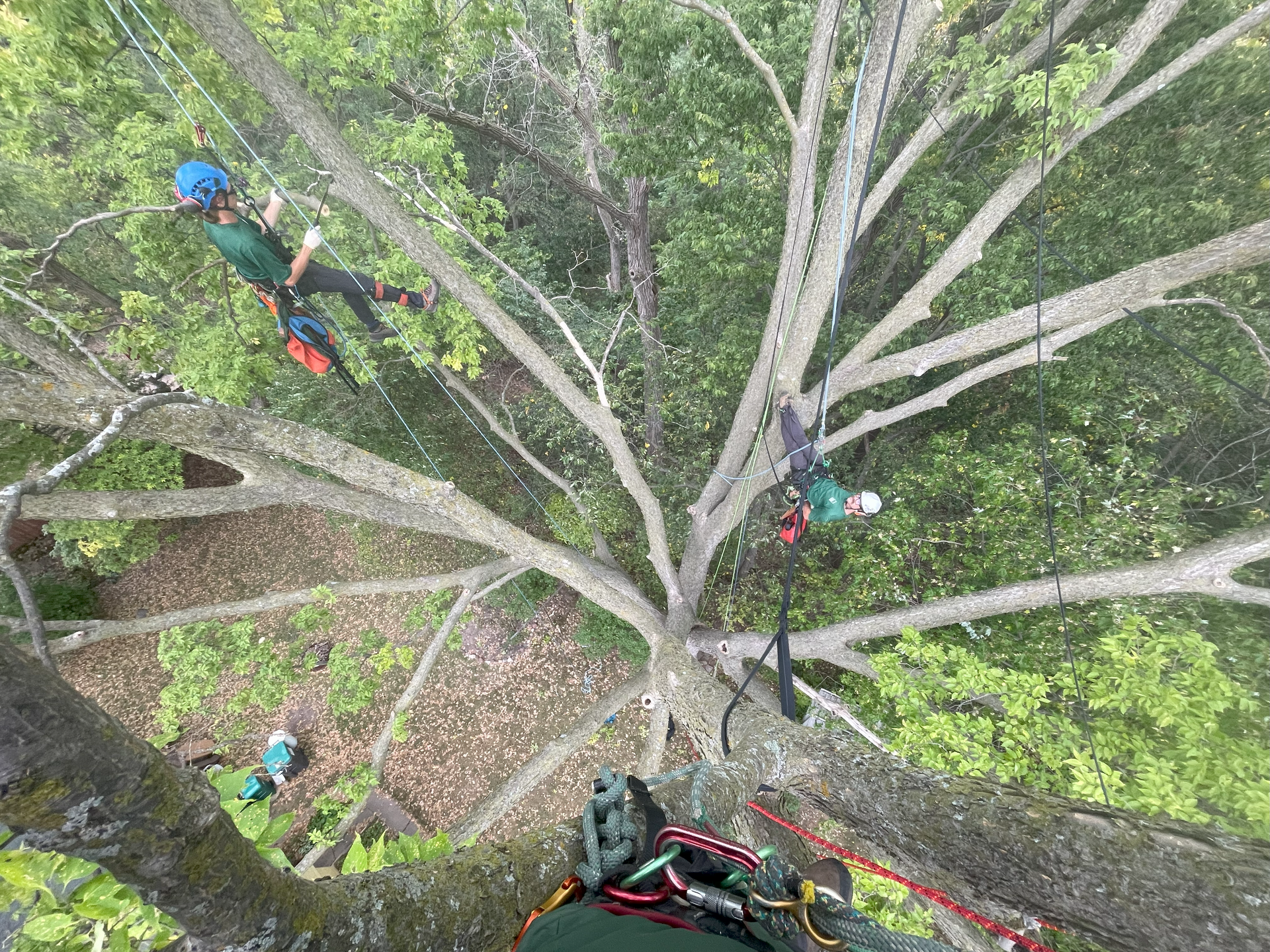 A man is climbing a tree with a rope.