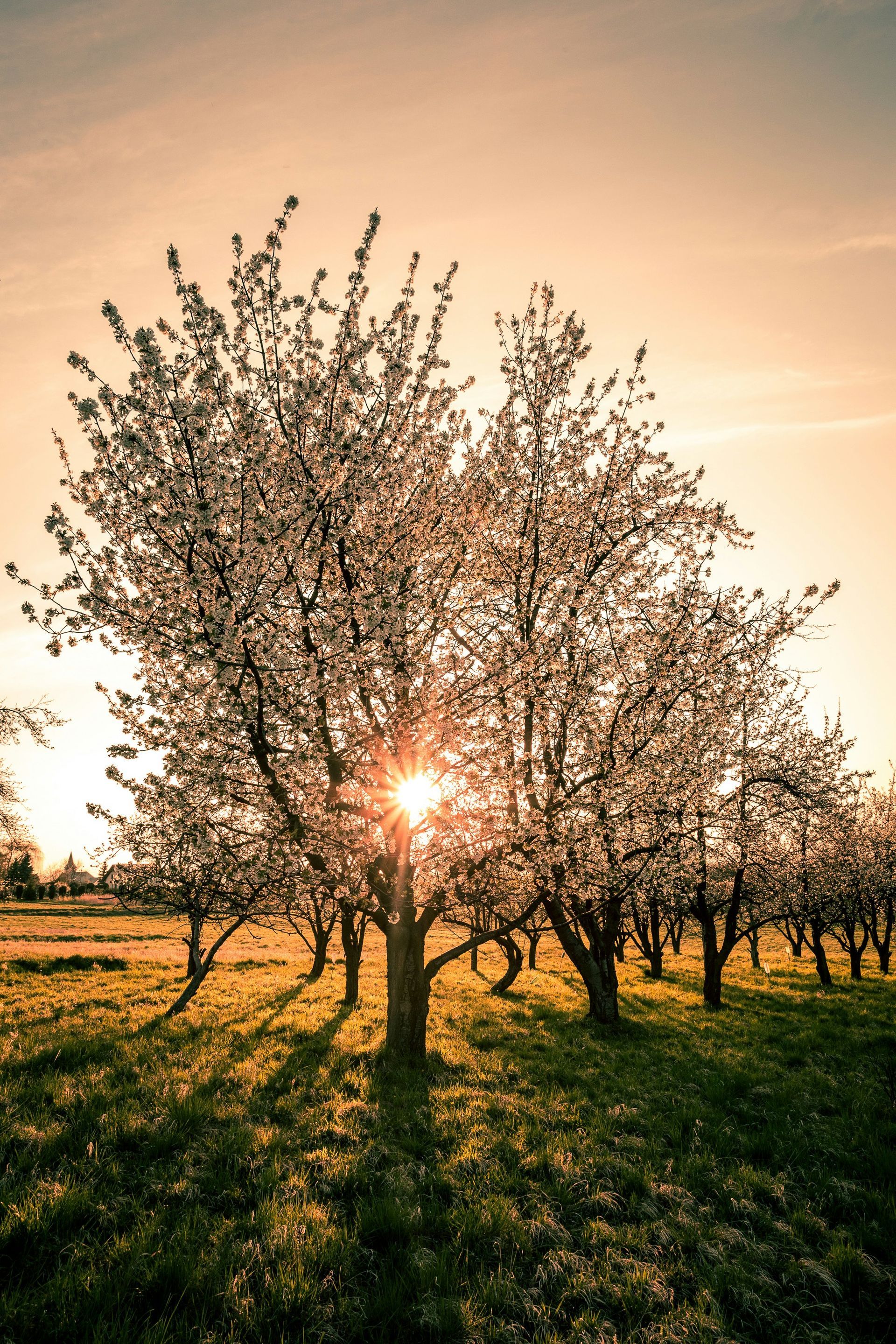 The sun is shining through the branches of a cherry blossom tree.