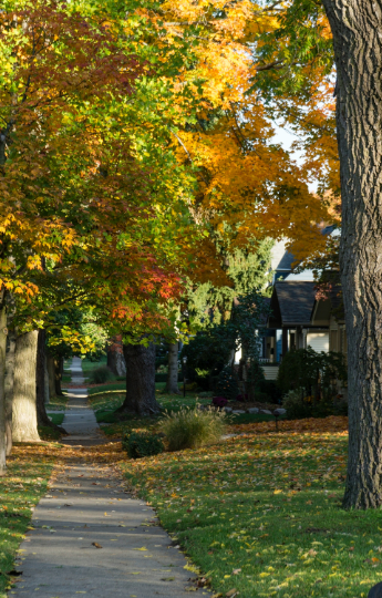 A sidewalk lined with trees and leaves leading to a house.