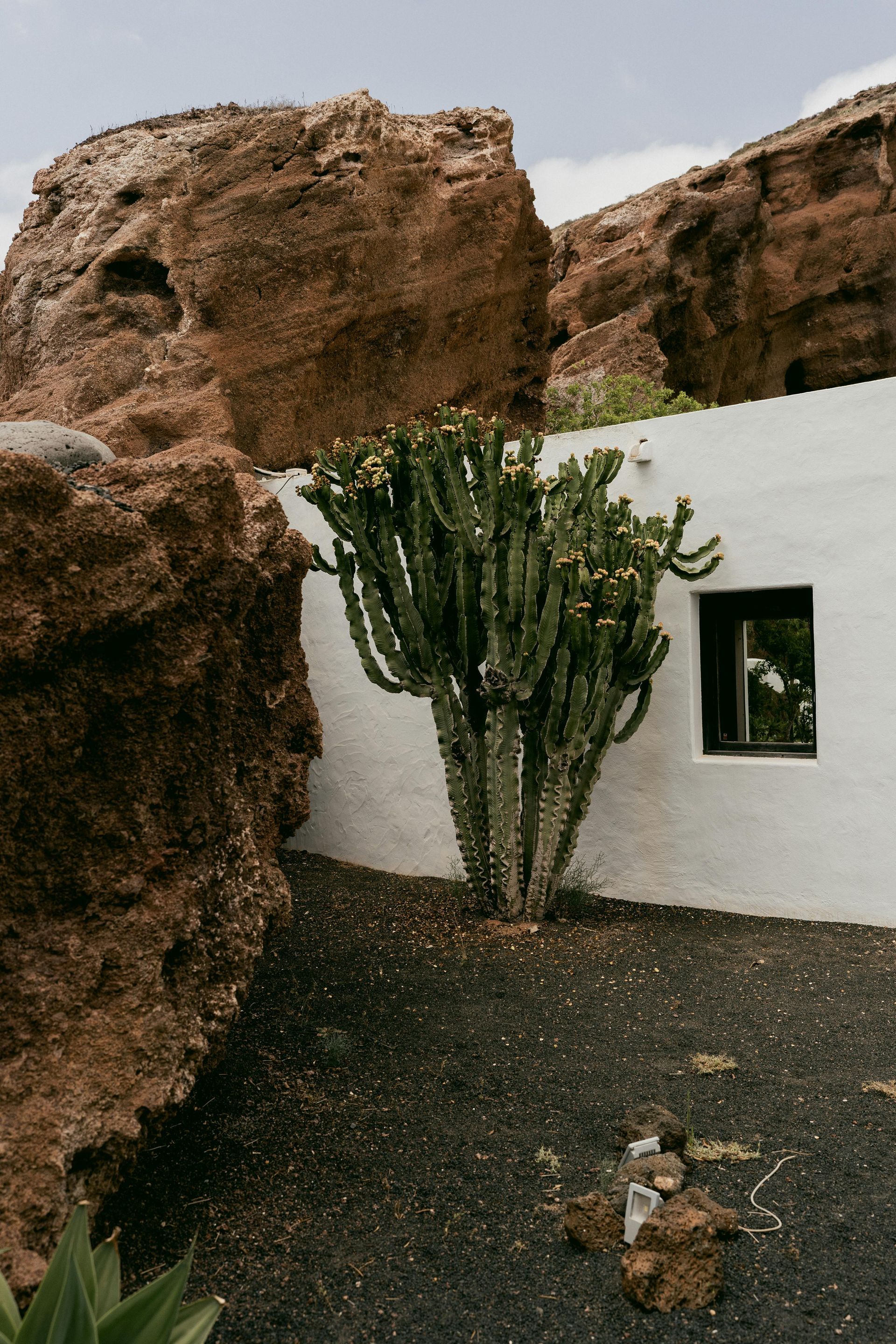 A cactus is growing in front of a white building.