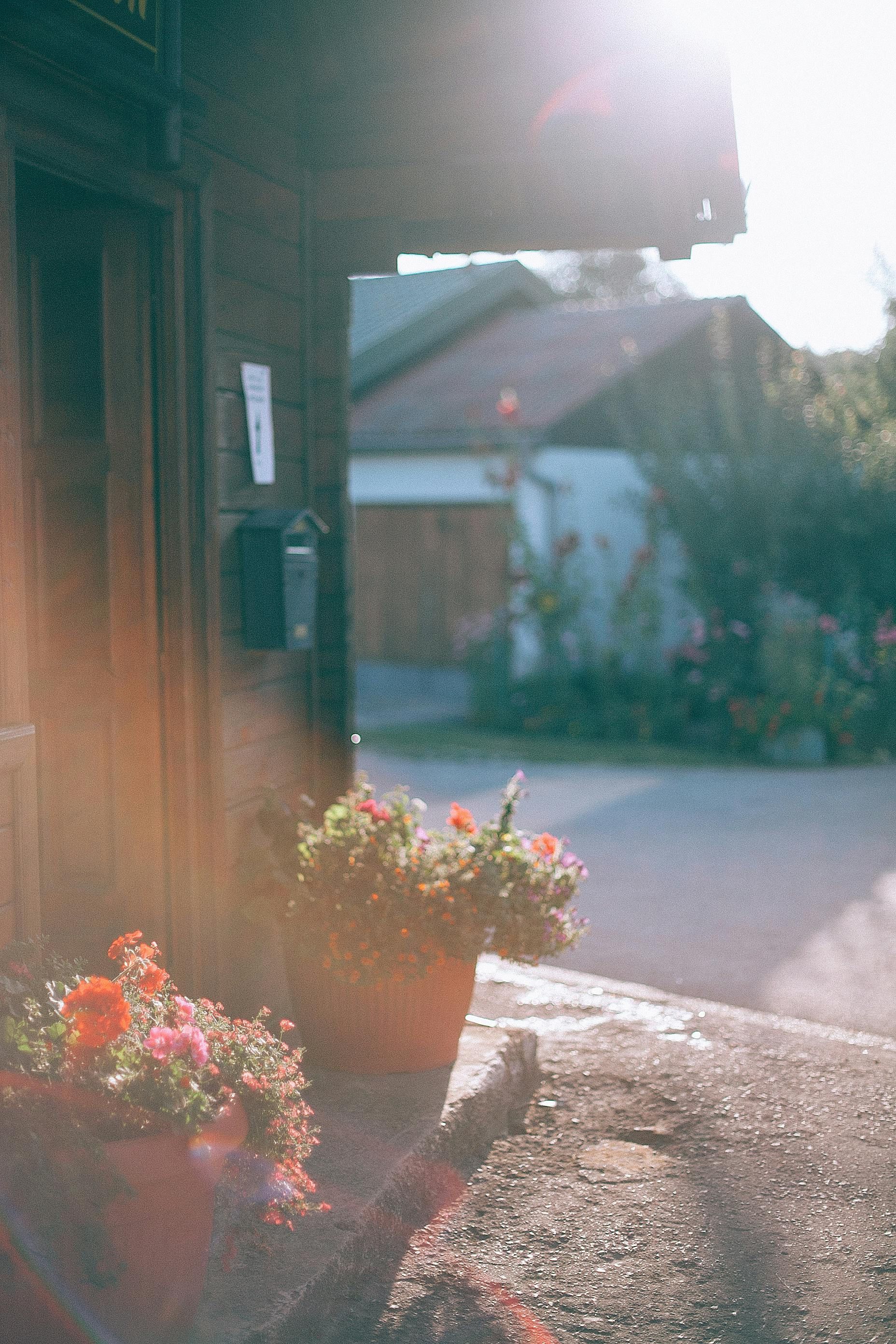 A potted plant with flowers in front of a house.