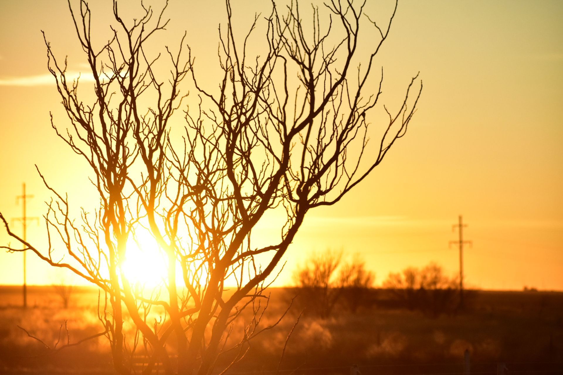 Bare tree silhouetted against a golden sunset over open fields with power lines in the distance