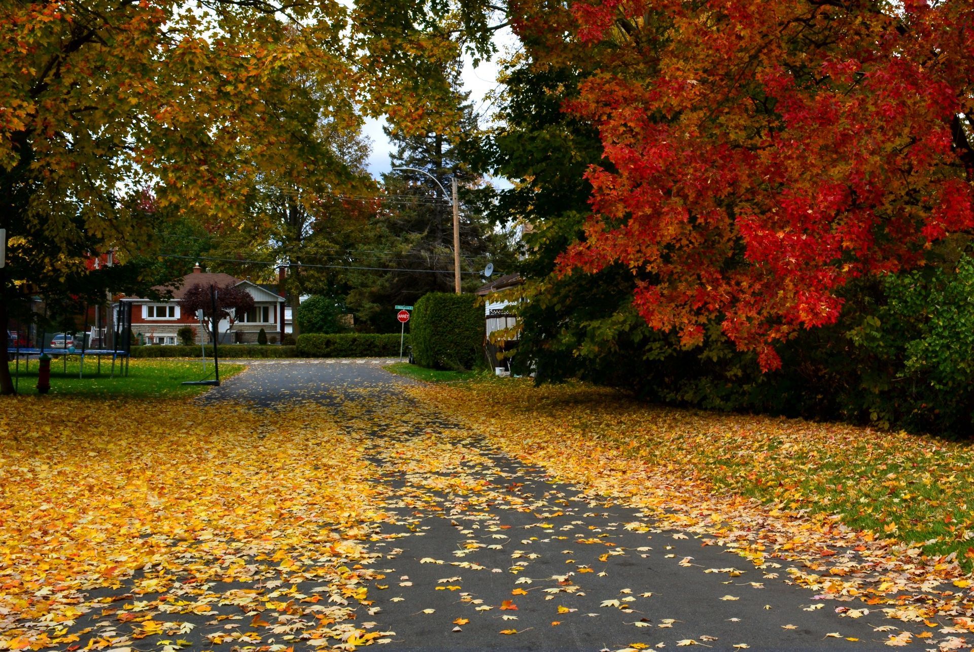 A road covered in leaves with a house in the background