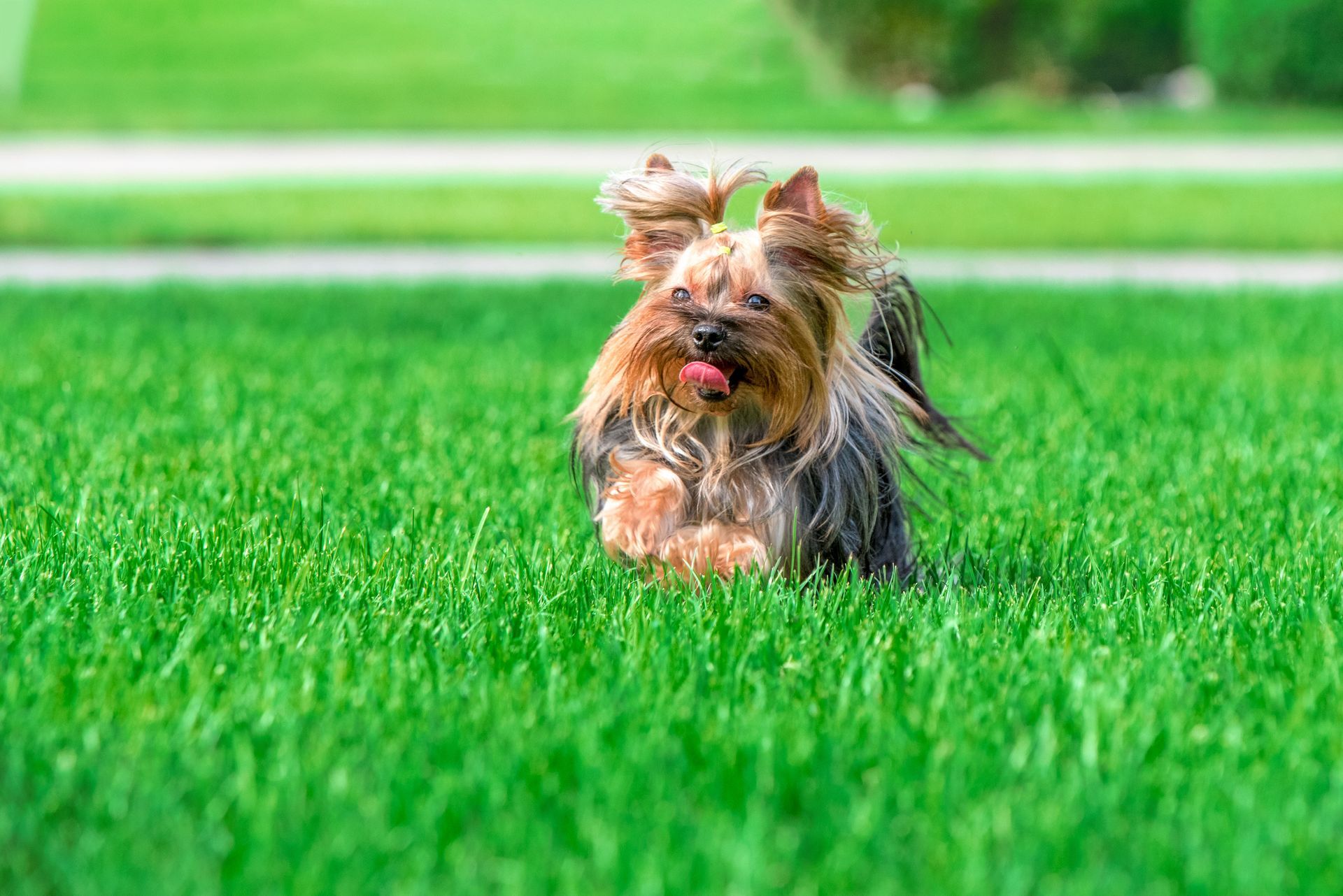 Dog running in artificial turf