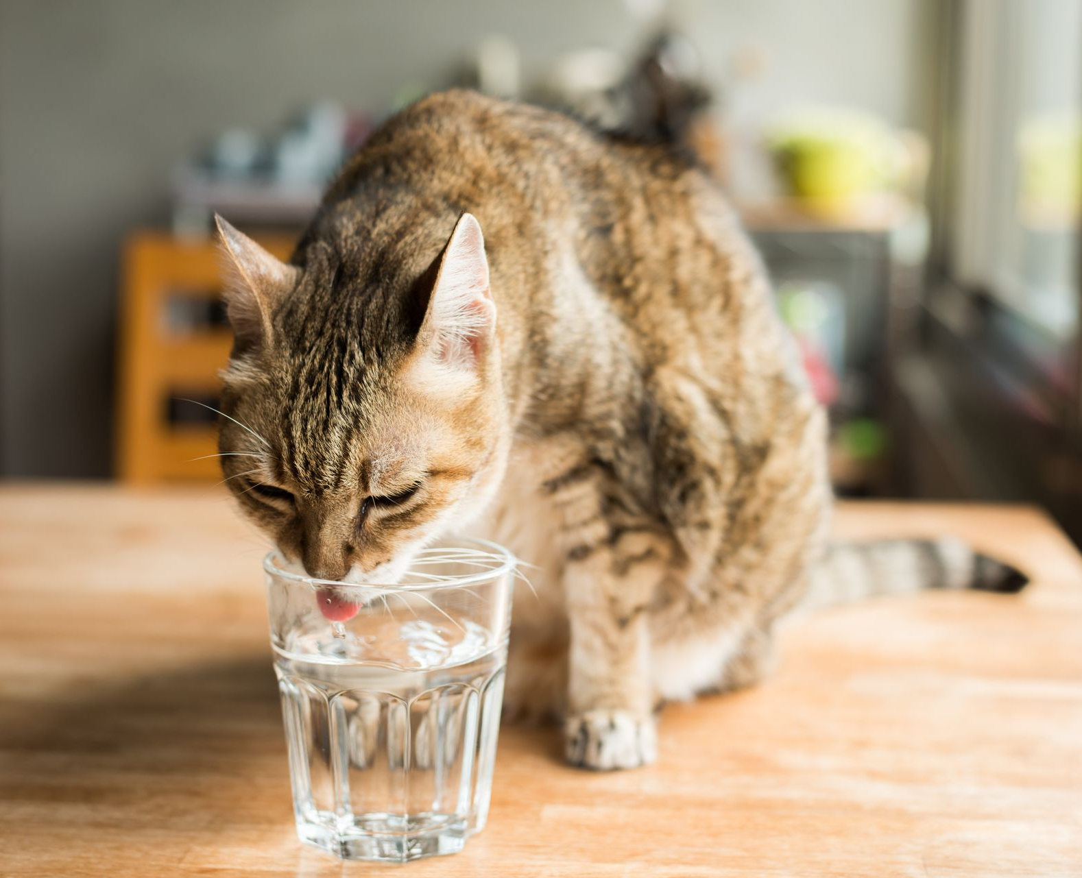 Tetra Water - A kitchen sink with water running from the faucet