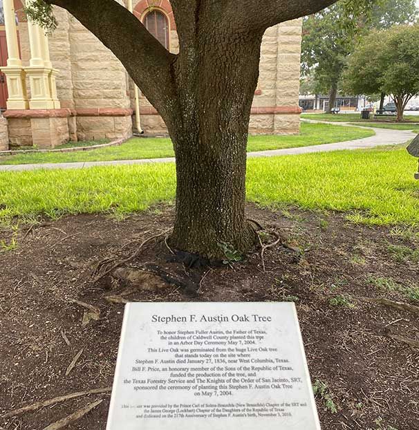A tree with a plaque on it that says stephen f. austin oak tree