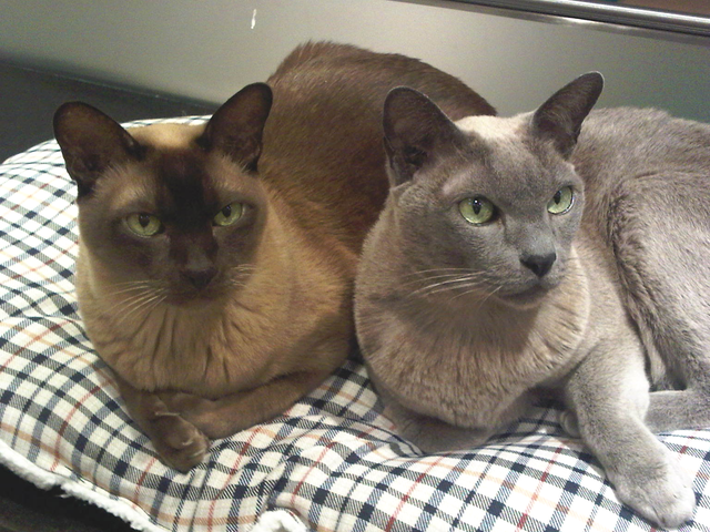 Burmese cat hot sale