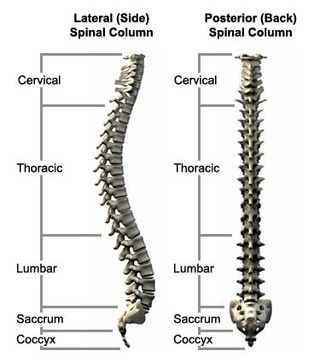 Illustration of Spinal Column — Dodge City, KS — Phillips Chiropractic & Physical Therapy Center