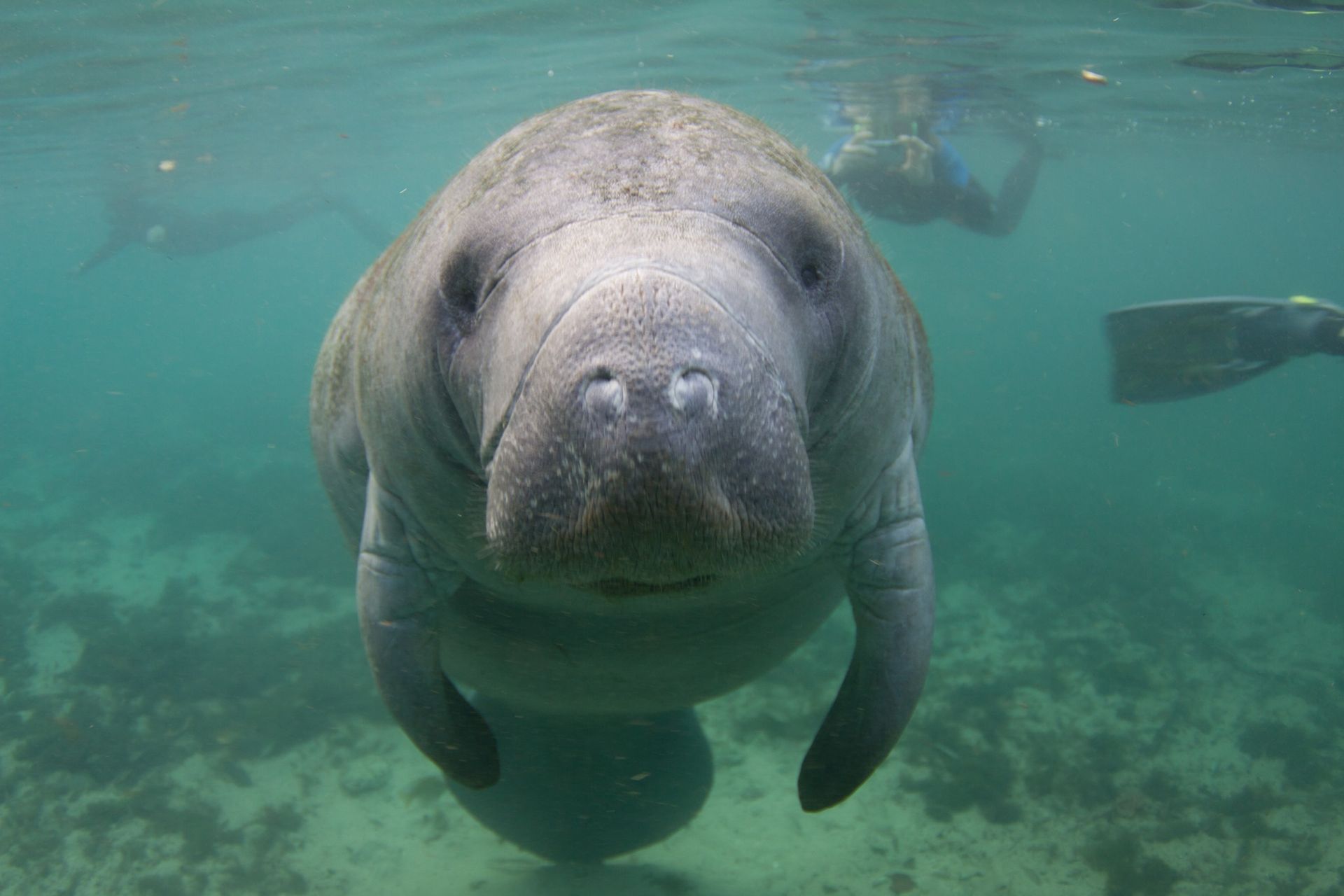 Large manatee swims towards the camera underwater, inquisitive expression.