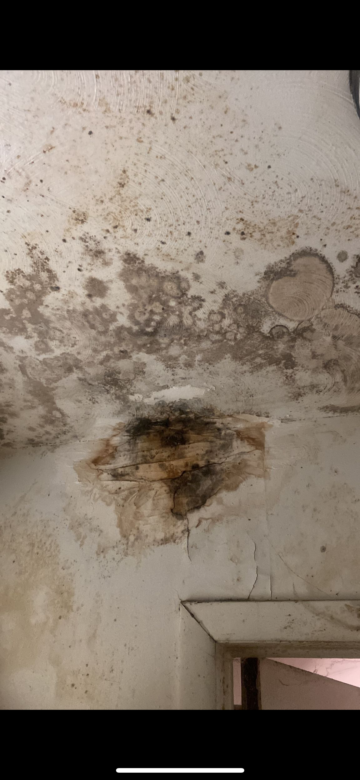 A close up of a ceiling with mold growing on it.