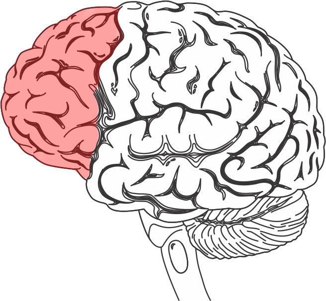 Frontal Lobe of Brain