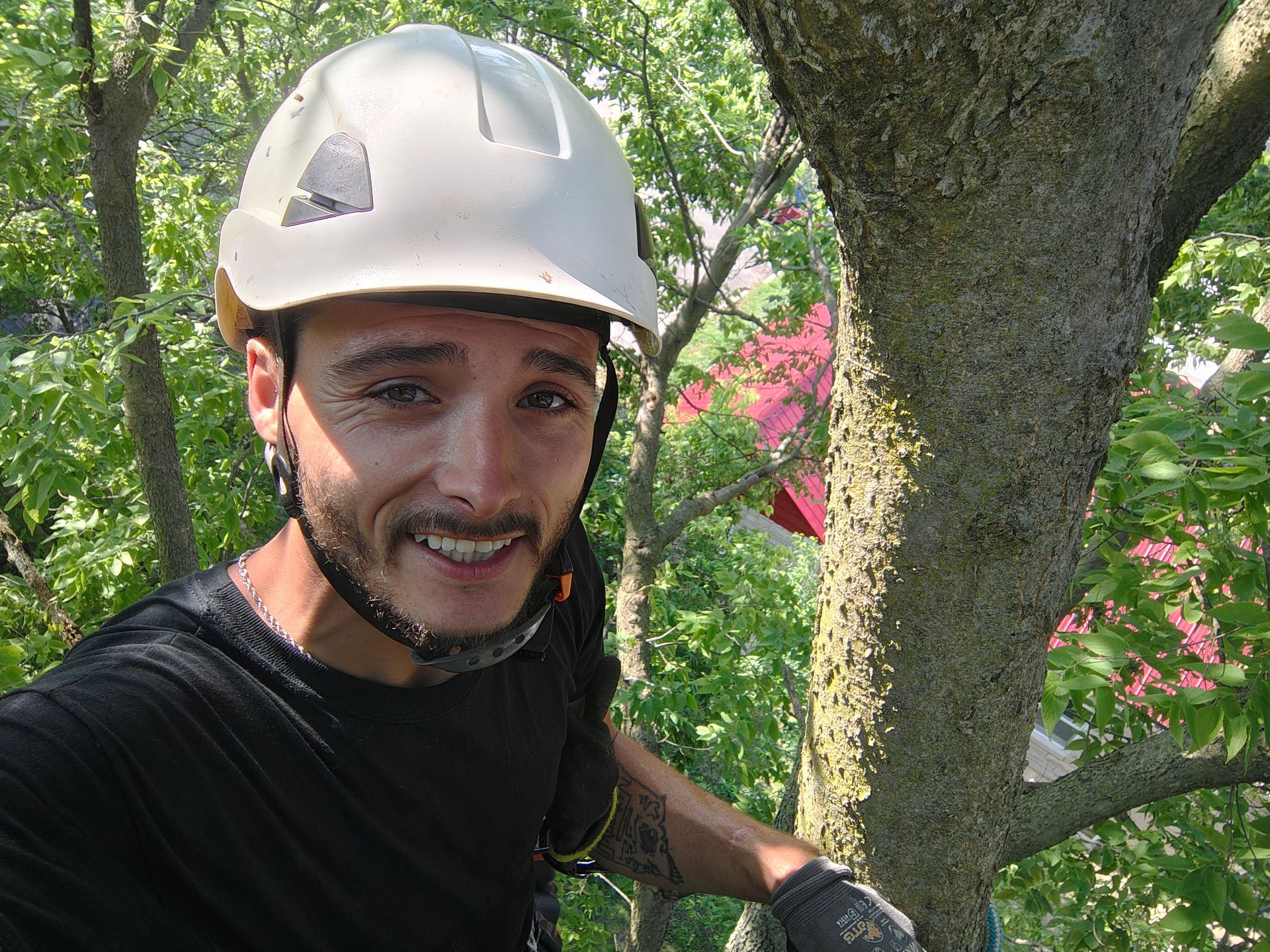 Two evergreen trees with brown mulch at their base, set on a grassy hill under a cloudy sky.
