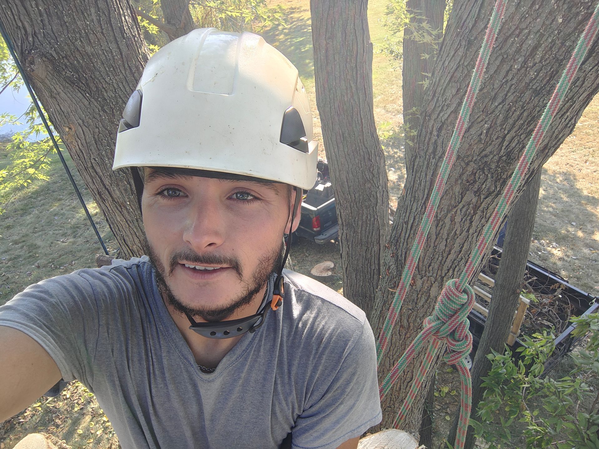 Tall tree with gray bark and lush green leaves against a blue sky.