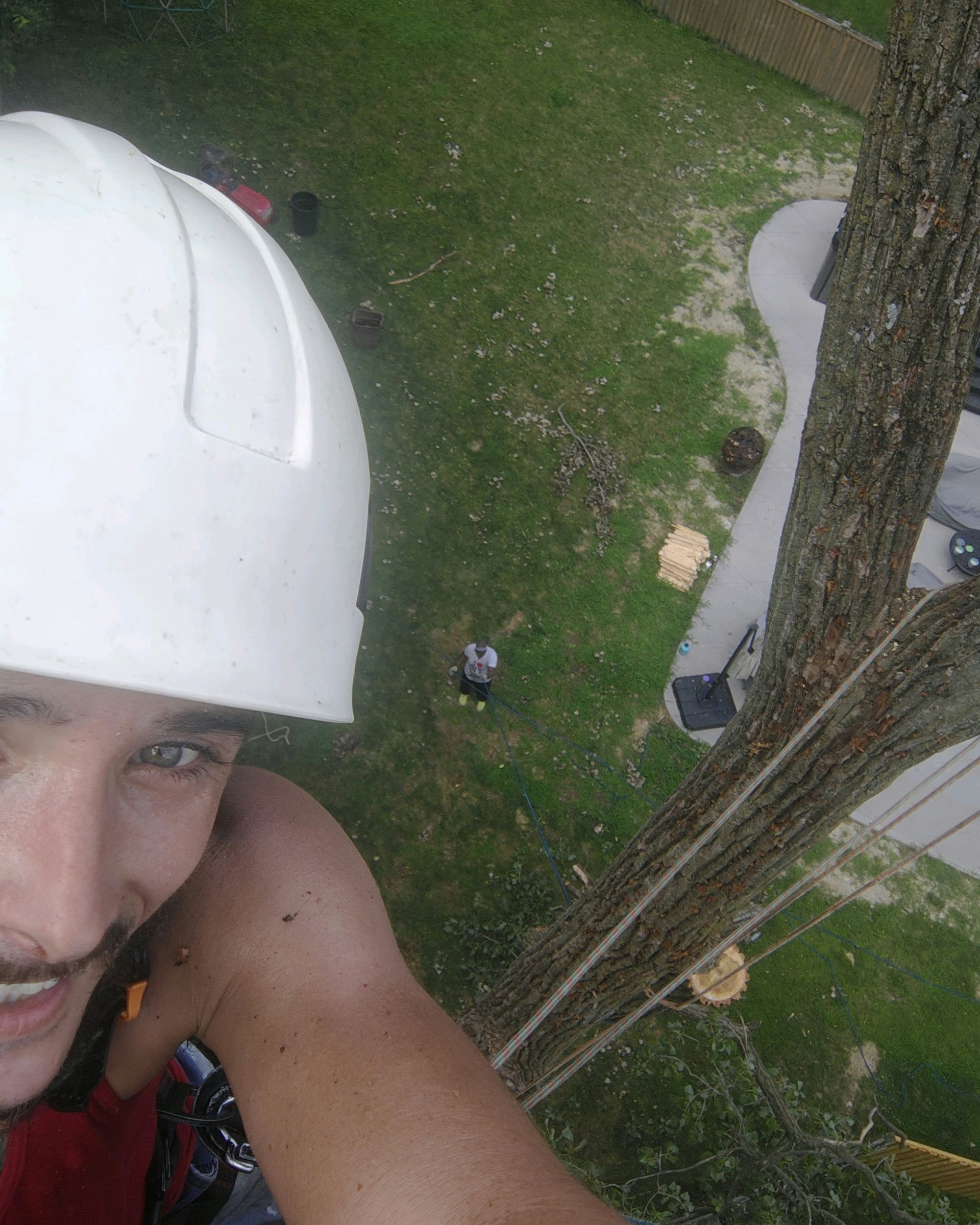 Arborist in a white hard hat smiles while working in a tree; green grass and equipment below.