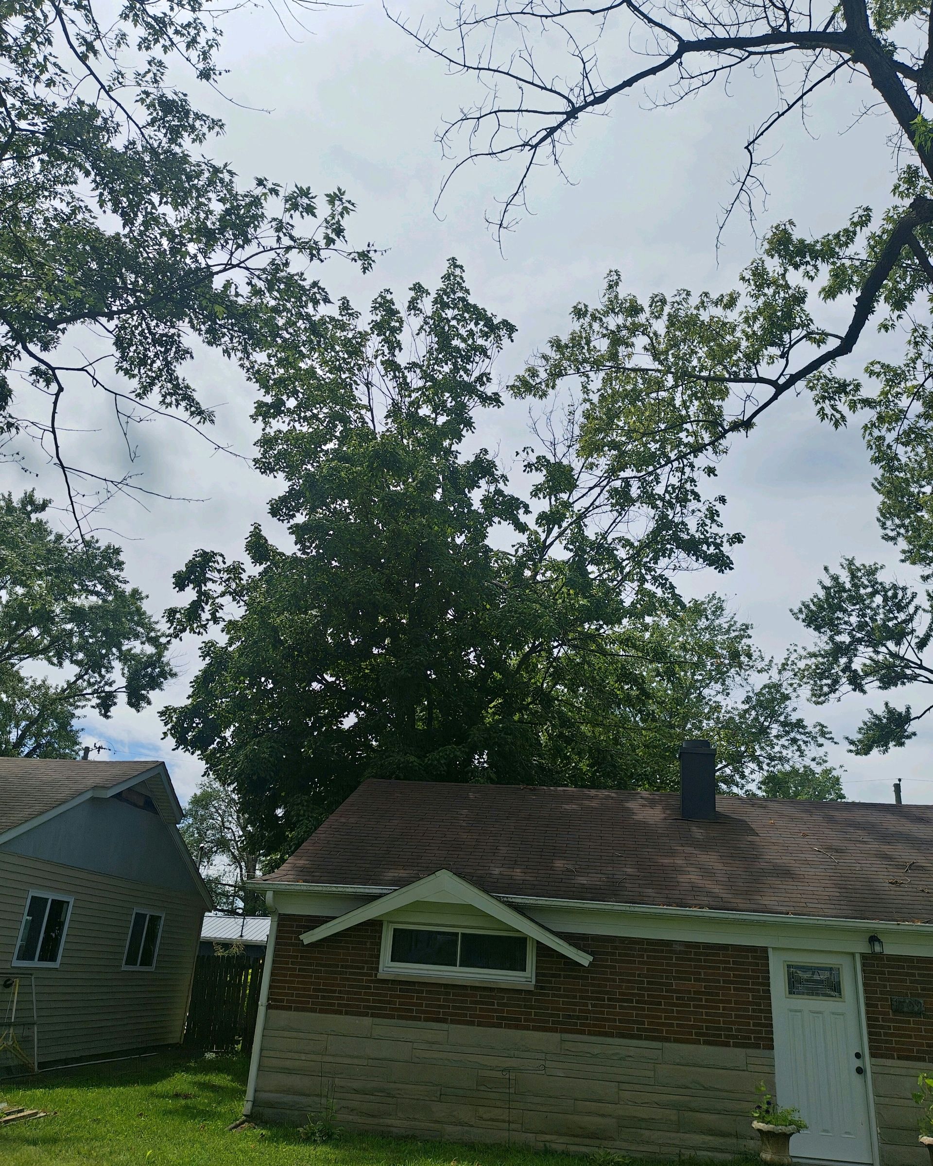 Houses with trees in a yard. One house is brick and the other is a light blue siding. Cloudy sky.