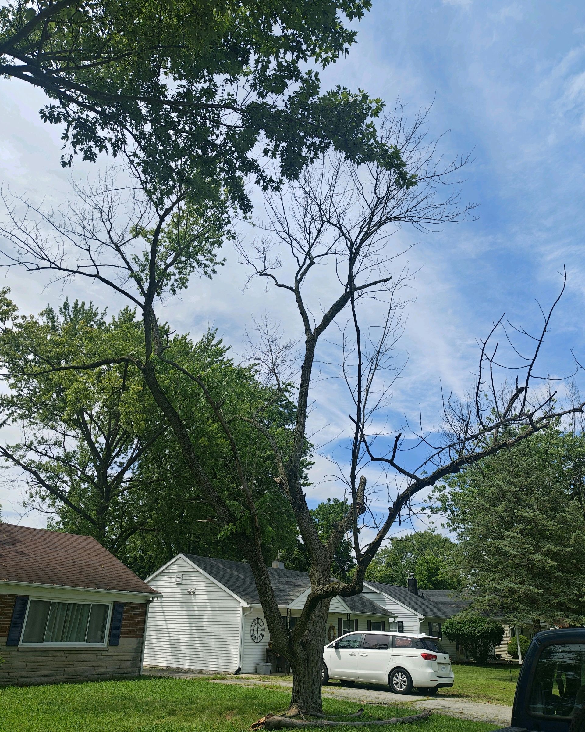 Tree with sparse leaves, partially dead branches, in front of a white garage and a blue sky.