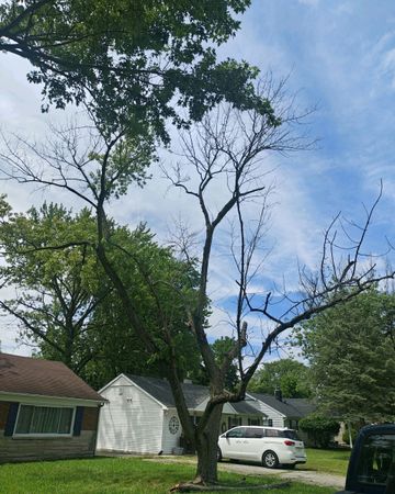 Tree with sparse leaves, partially dead branches, in front of a white garage and a blue sky.