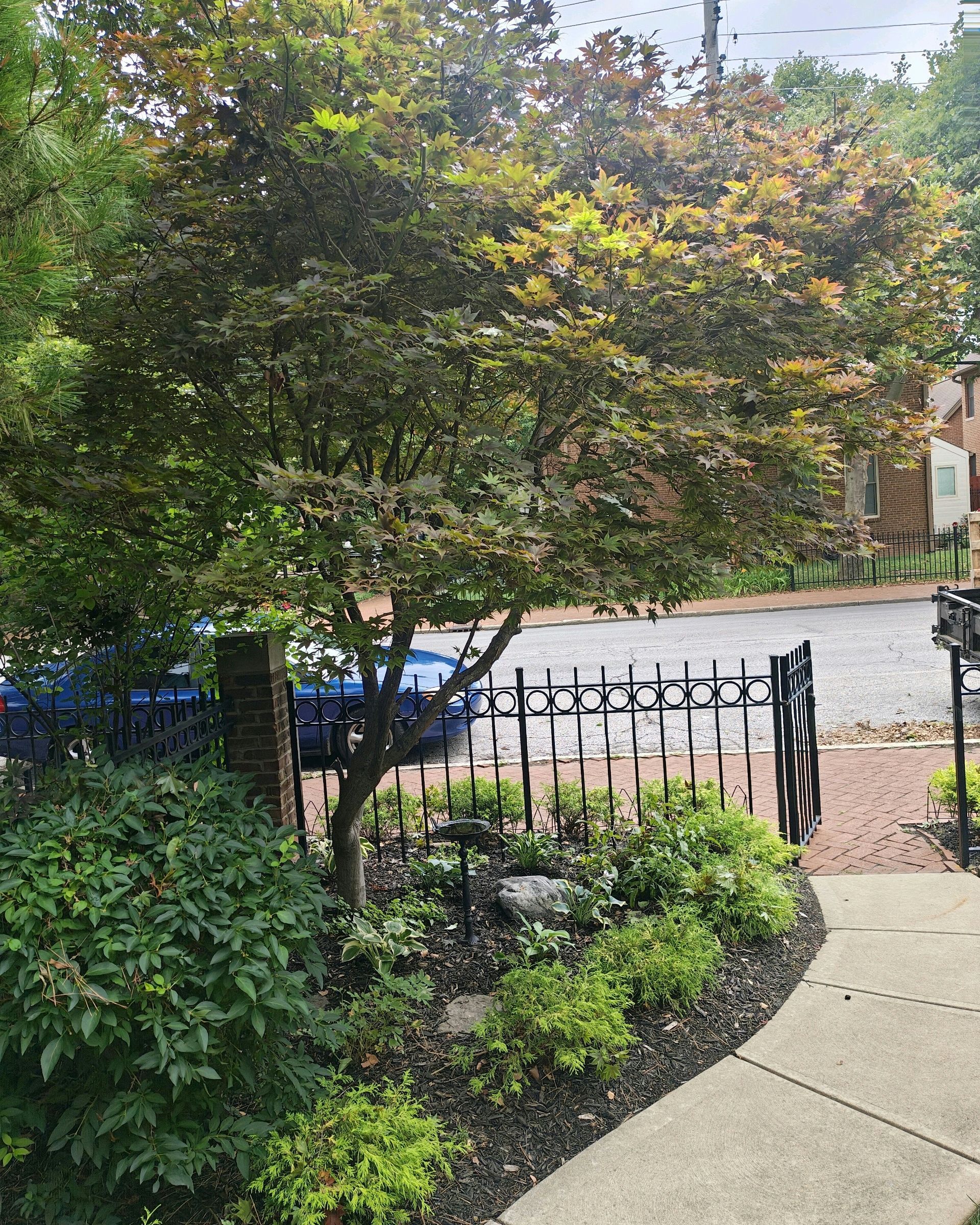 A tree with reddish leaves stands in a garden bed next to a brick walkway and ornate black fence.