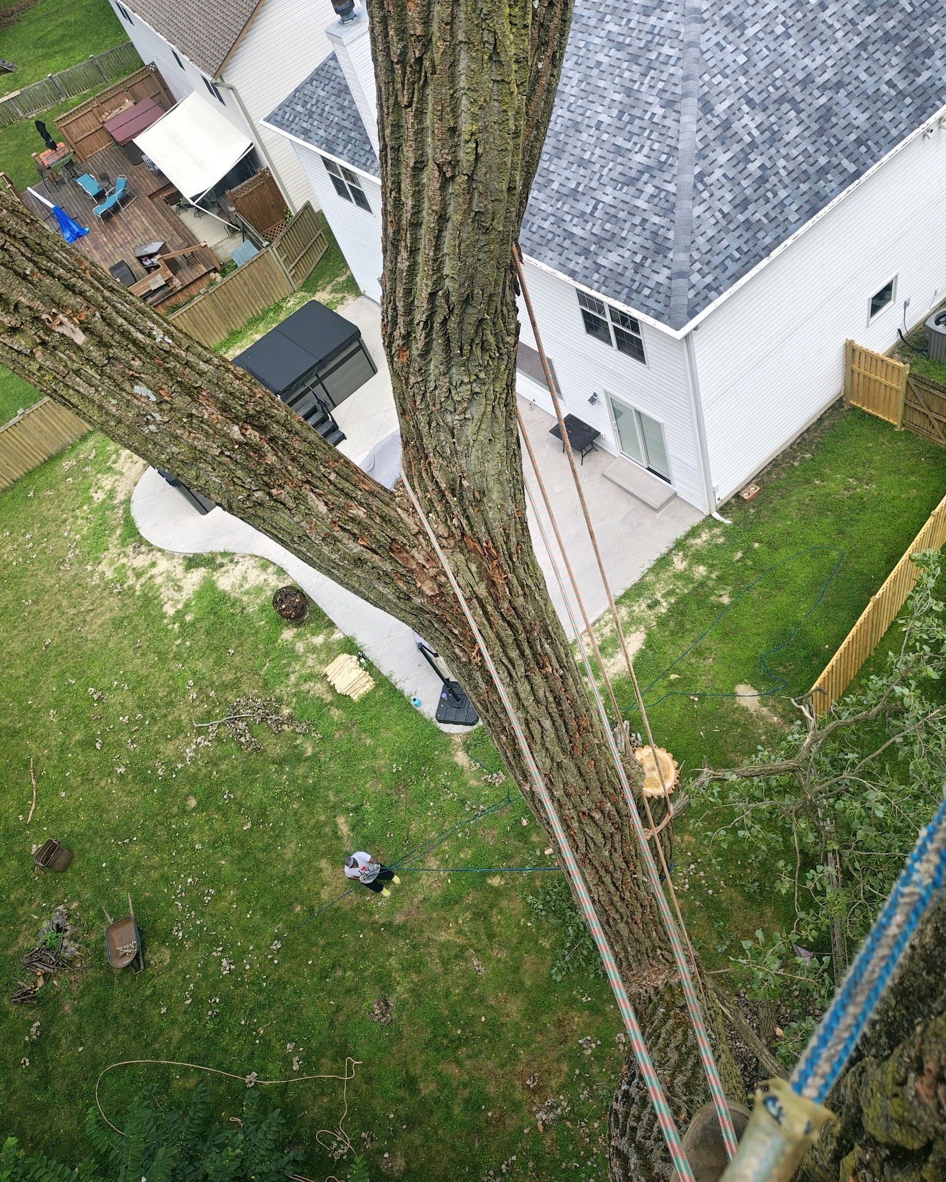 View from a tree, with ropes and branches, of a backyard and house.