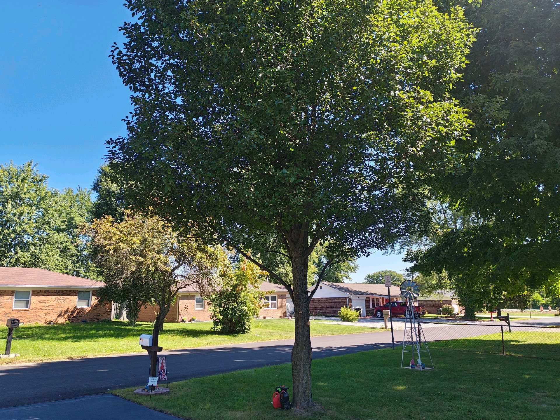 A sunny street scene with trees, grass, houses, and Halloween skeleton decorations on the lawn.