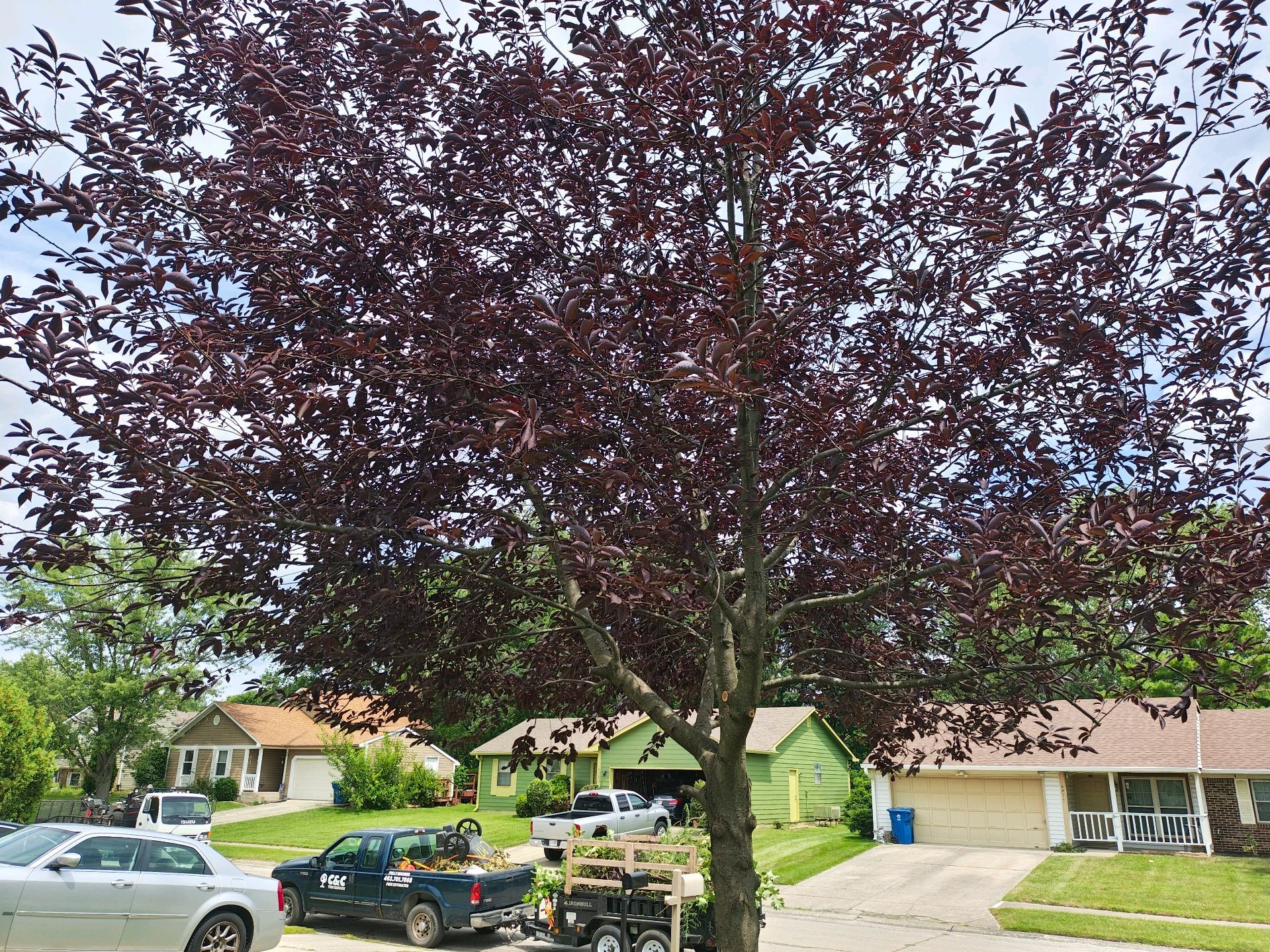 Red-leafed tree in front of houses, a car, truck, and a trailer on a sunny day.