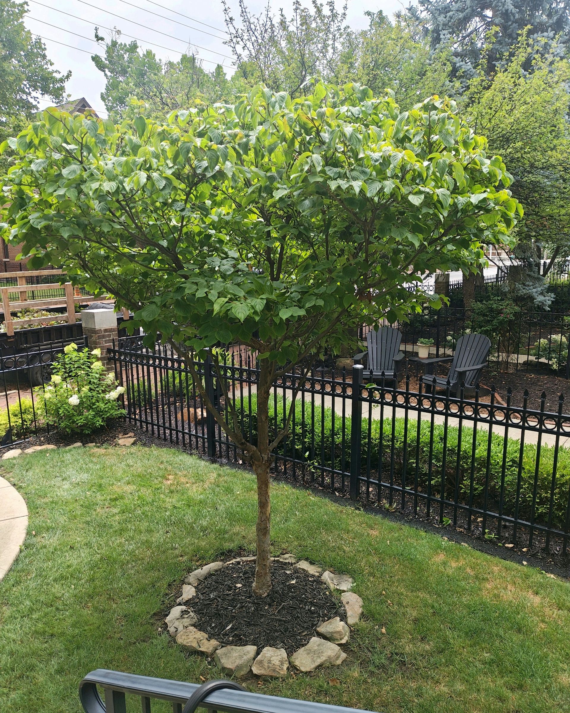Overhead view of a tree trunk with branches extending over a yard, ropes visible. Residential setting.
