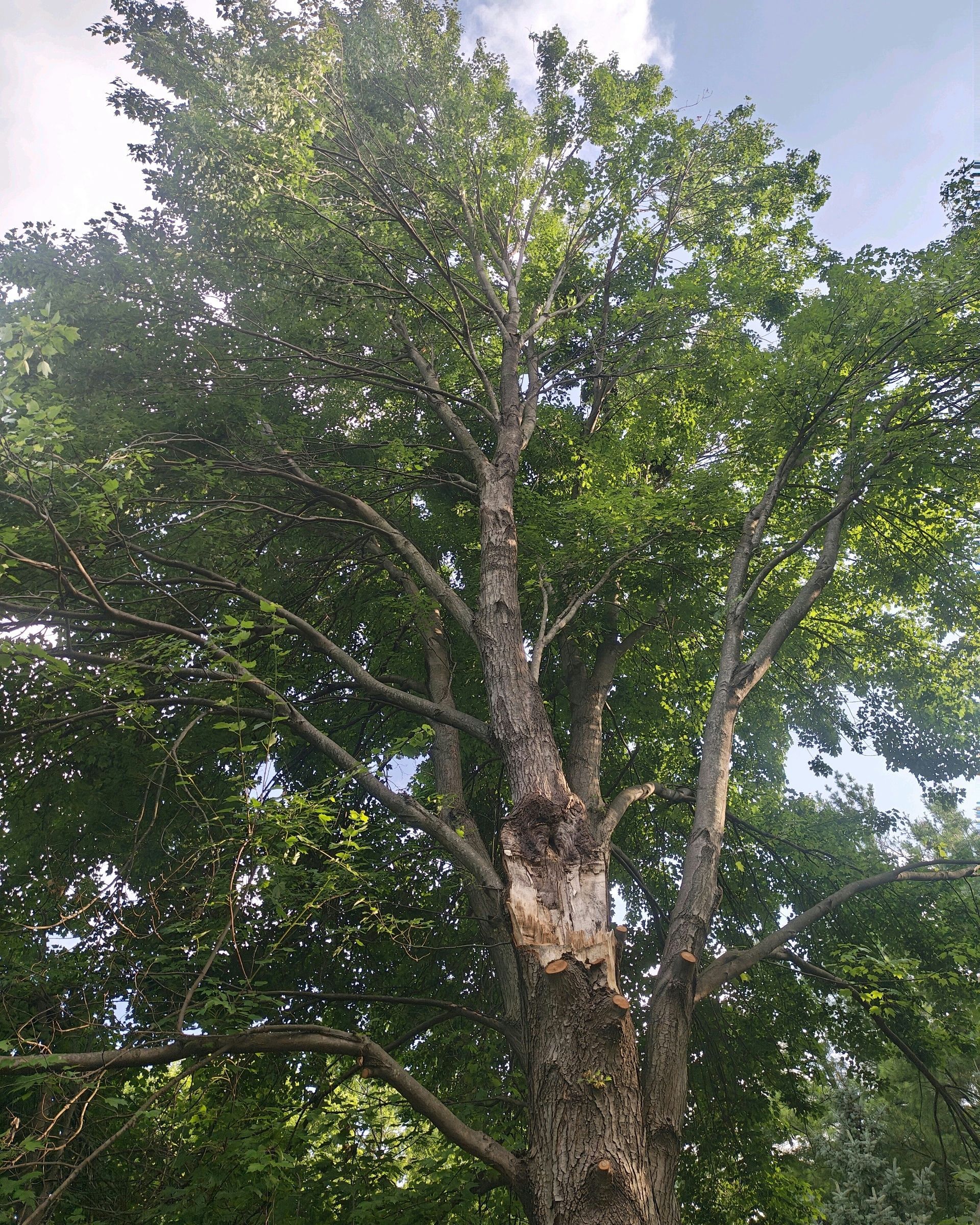 Tall tree with a light-colored trunk and lush green leaves, set against a partly cloudy blue sky.