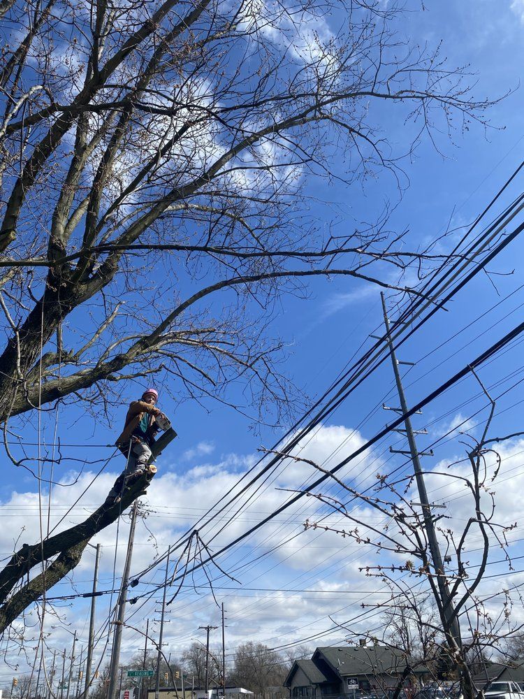 Tree worker on a branch, trimming it near power lines, under a blue sky.