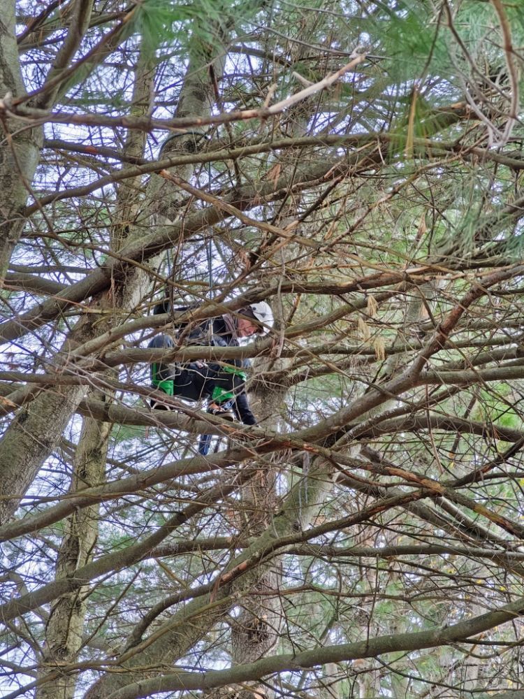Person in a tree wearing safety harness; tree branches fill the view.