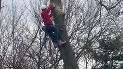 Logs piled high in a metal trailer, ready to be used.