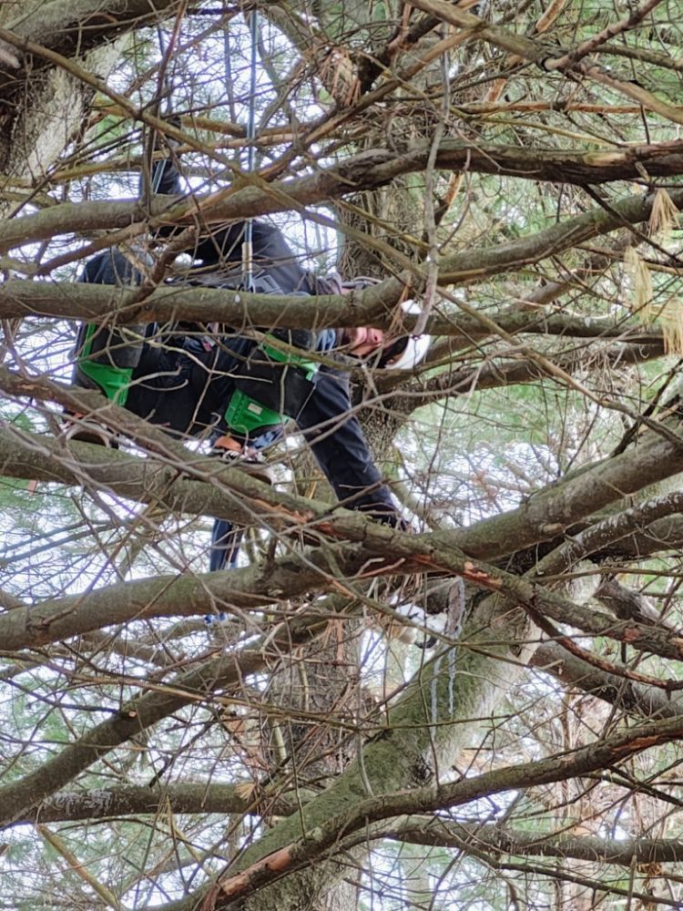 Person in dark clothing climbs a tree, obscured by branches. Green accents visible.