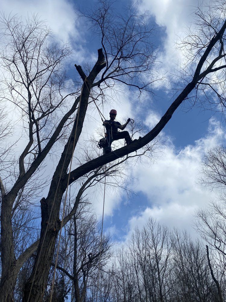 Arborist in a tree, cutting branches, silhouetted against a blue sky with clouds.