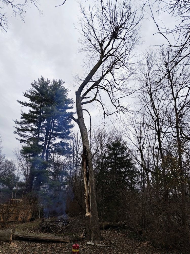 A tall, damaged tree with a split trunk stands in a wooded area under a cloudy sky.