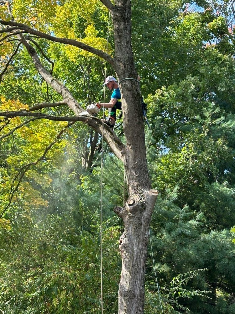 Arborist in a tree, cutting a branch with a chainsaw.