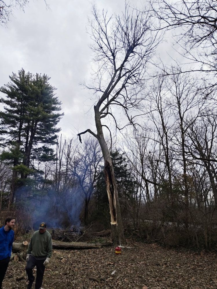 Two men stand near a tree with a large crack, smoke rising from a fire in a wooded area.
